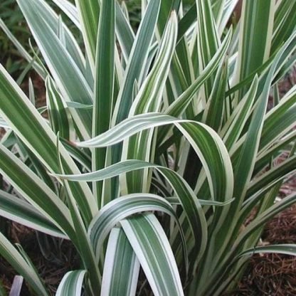 Dianella revoluta Revelation - 2L Pot (20/30)