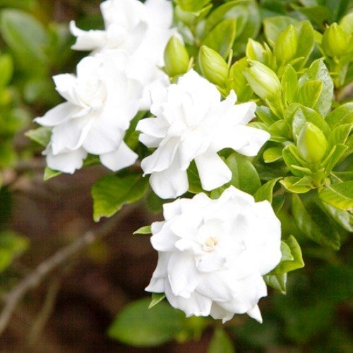 gardenia-lace-lady-500.jpg