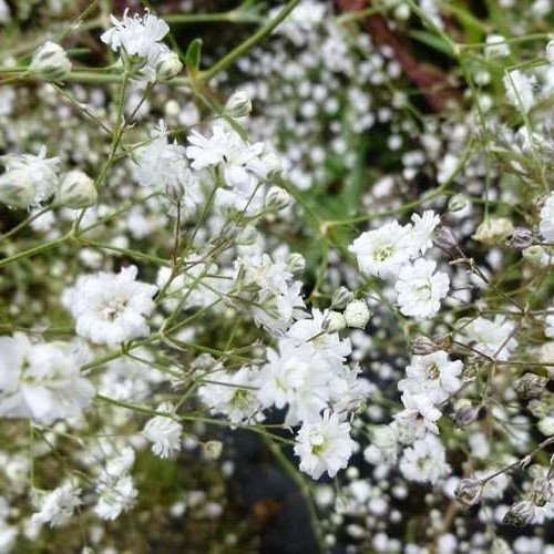 Gypsophila Bristol Fairy