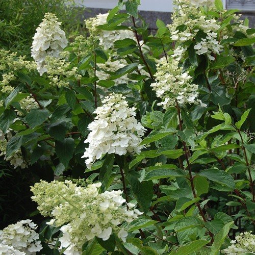 Hydrangea paniculata Kyushu - PB6.5 (40/50)