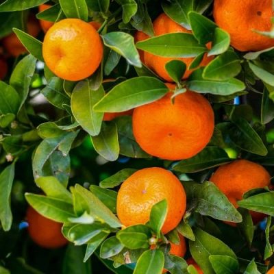 clementine mandarin orange