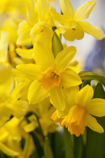 Daffodils Miniature – Tete-a-tete – Greenleaf Nurseries
