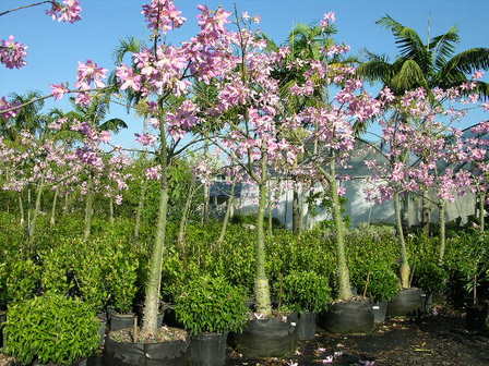 Chorisia Speciosa Floss Silk Tree