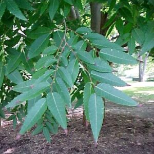 Zelkova serrata - PB6.5 (120/150)