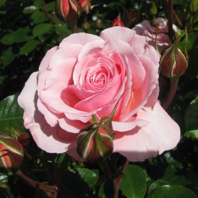 Standard Rose - floribunda 'Sexy Rexy'