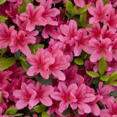 Azalea - Magnifica Rosea - 12cm Pot