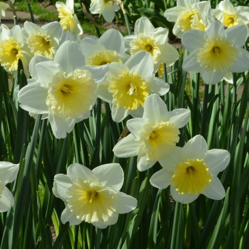 Daffodils Super - Ice Follies