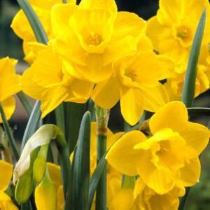 Daffodils Polyanthus Bunch Flowered - Quail