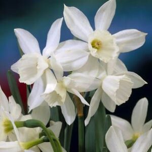 Daffodils Miniature - Thalia