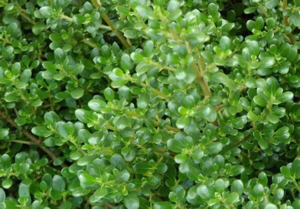 Coprosma Middlemore - TUBE (15/20)