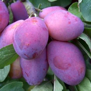prune plum download