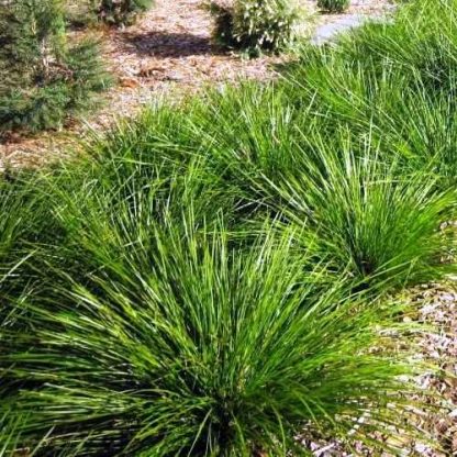 Lomandra longifolia Tanika 1.75Ltr (40/50)