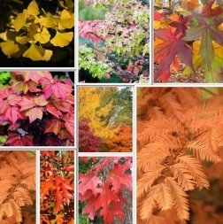 Deciduous Tree Pack 12 Trees