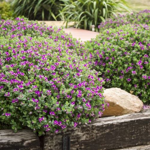 Polygala Little Bibi 1.5ltr (20/30) Greenleaf Nurseries