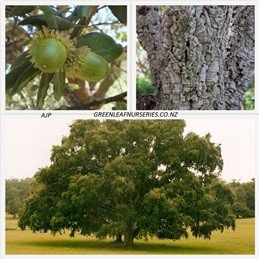 Quercus suber PB12 (80/120)