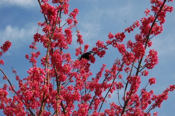 Prunus campanulata Superba, Taiwan Cherry - 3 m+ tall