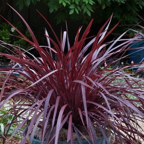 Cordyline DesignALine Burgundy 2.5Ltr Greenleaf Nurseries