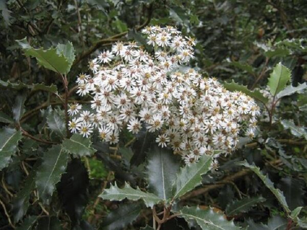 Olearia macrodonta, Arorangi - Pb6.5 (20/40)