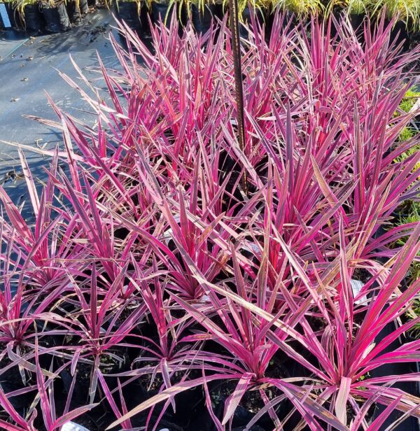 Cordyline Pink Passion - 2.5Ltr - Greenleaf Nurseries