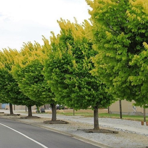 Ulmus Louis Van Houtte, Golden Elm - Greenleaf Nurseries