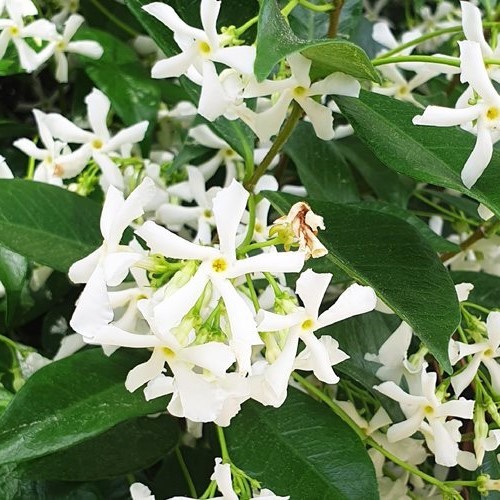 Trachelospermum Jasminoides Star Jasmine Pot Greenleaf Nurseries 2253