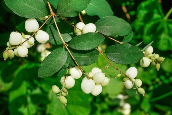 Symphoricarpos albus, Common Snowberry - Pb6.5