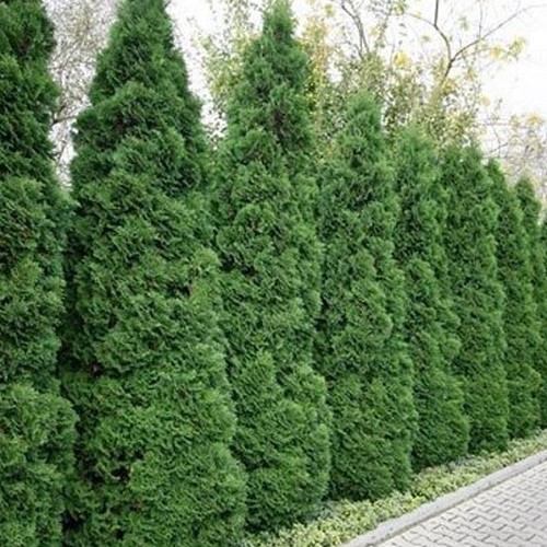 Thuja Pyramidalis - 3Ltr - Greenleaf Nurseries