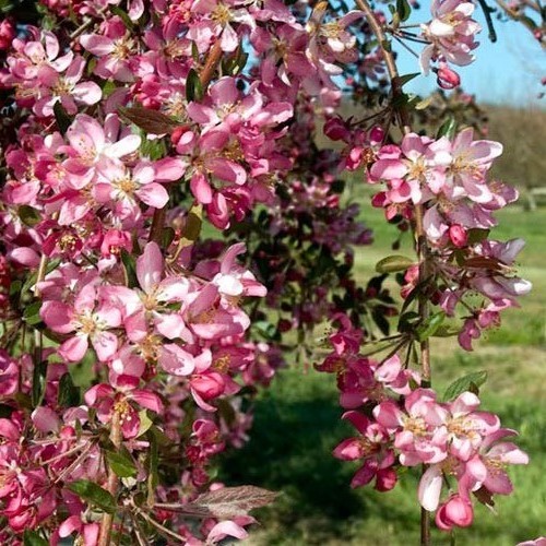 Malus Echtermeyer, Crabapple - Pb28/Pb40 (std 1.7m) - Greenleaf Nurseries