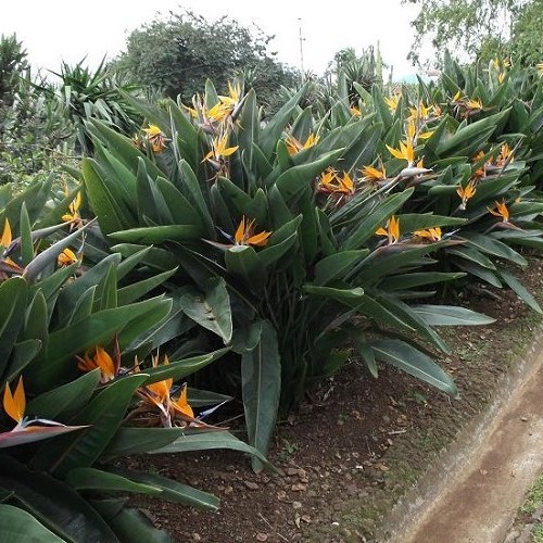 Strelitzia reginae, Bird Of Paradise - 2/2.4 ltr - Greenleaf Nurseries