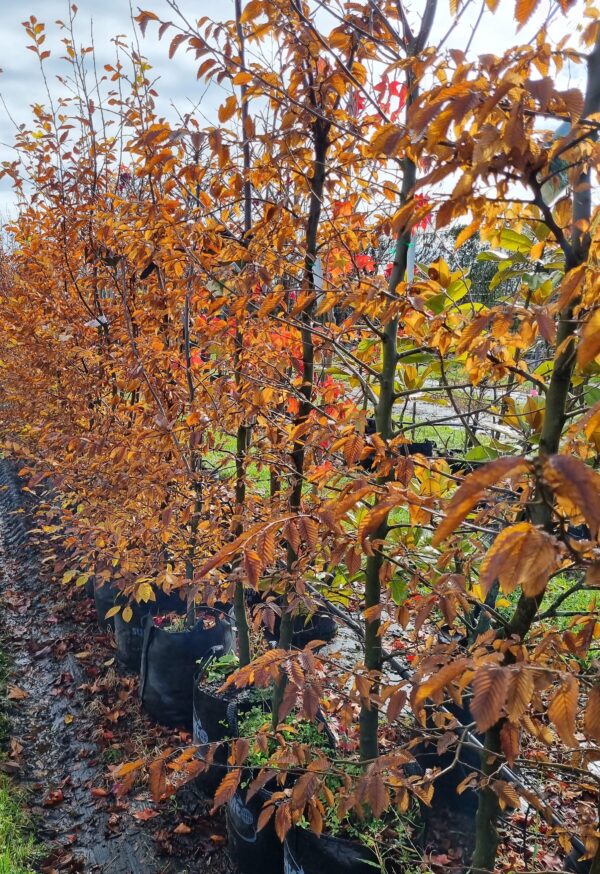 Carpinus betulus, Hornbeam - (2.4-2.8m) 45 ltr - Image 2