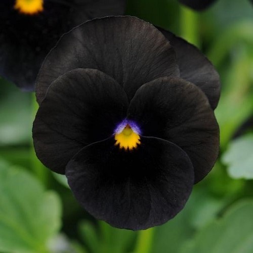 Viola All Black - Greenleaf Nurseries