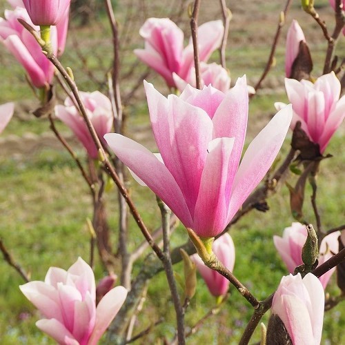 Magnolia Heaven Scent - 25Ltr - Greenleaf Nurseries