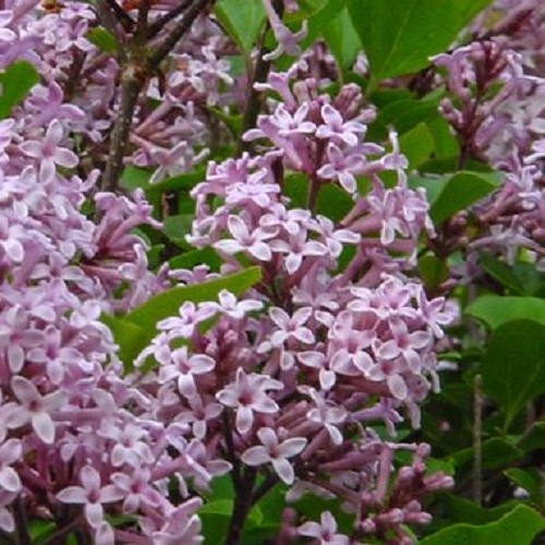 Syringa Palibin, Korean Lilac - 6Ltr - Greenleaf Nurseries