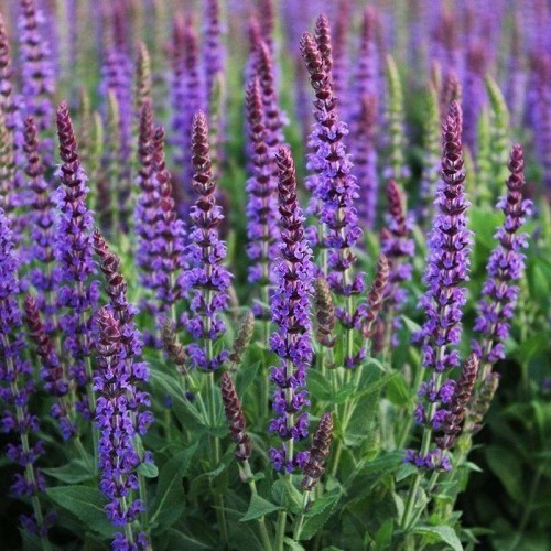 Salvia Ostfriesland - 2.5ltr - Greenleaf Nurseries