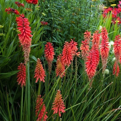 Kniphofia Tall Red, Torch Lily - Pb6.5 - Greenleaf Nurseries