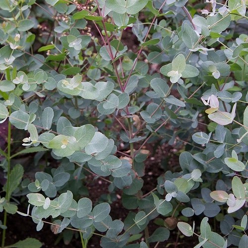 Eucalyptus Silver Drop Cider Gum 12ltrpb65 Greenleaf Nurseries