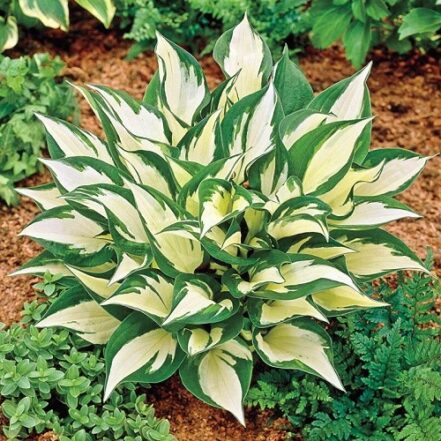 Hosta Loyalist - 2Ltr - Greenleaf Nurseries