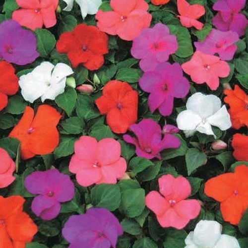 Impatiens New Guinea 1 3Ltr Greenleaf Nurseries   Impatiens 