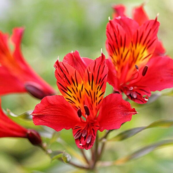 Alstroemeria Red Baron