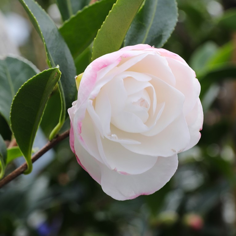 Camellia Early Pearly - Greenleaf Nurseries