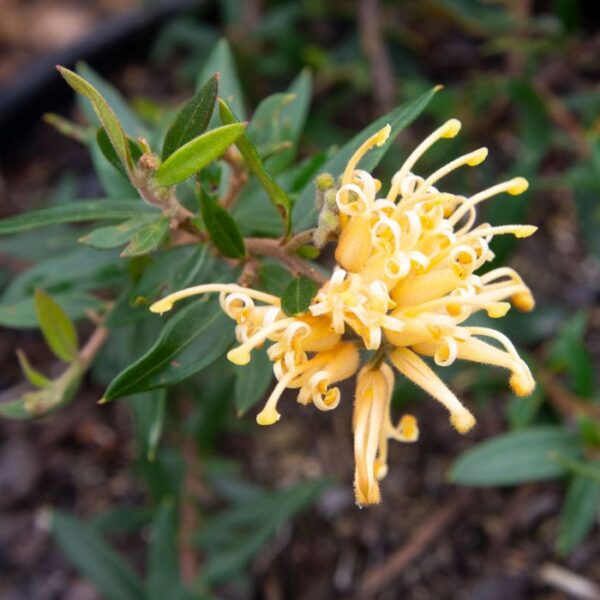 Grevillea Goldfever