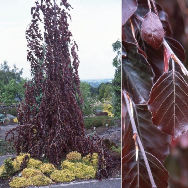 Fagus sylvatica Purple Fountain